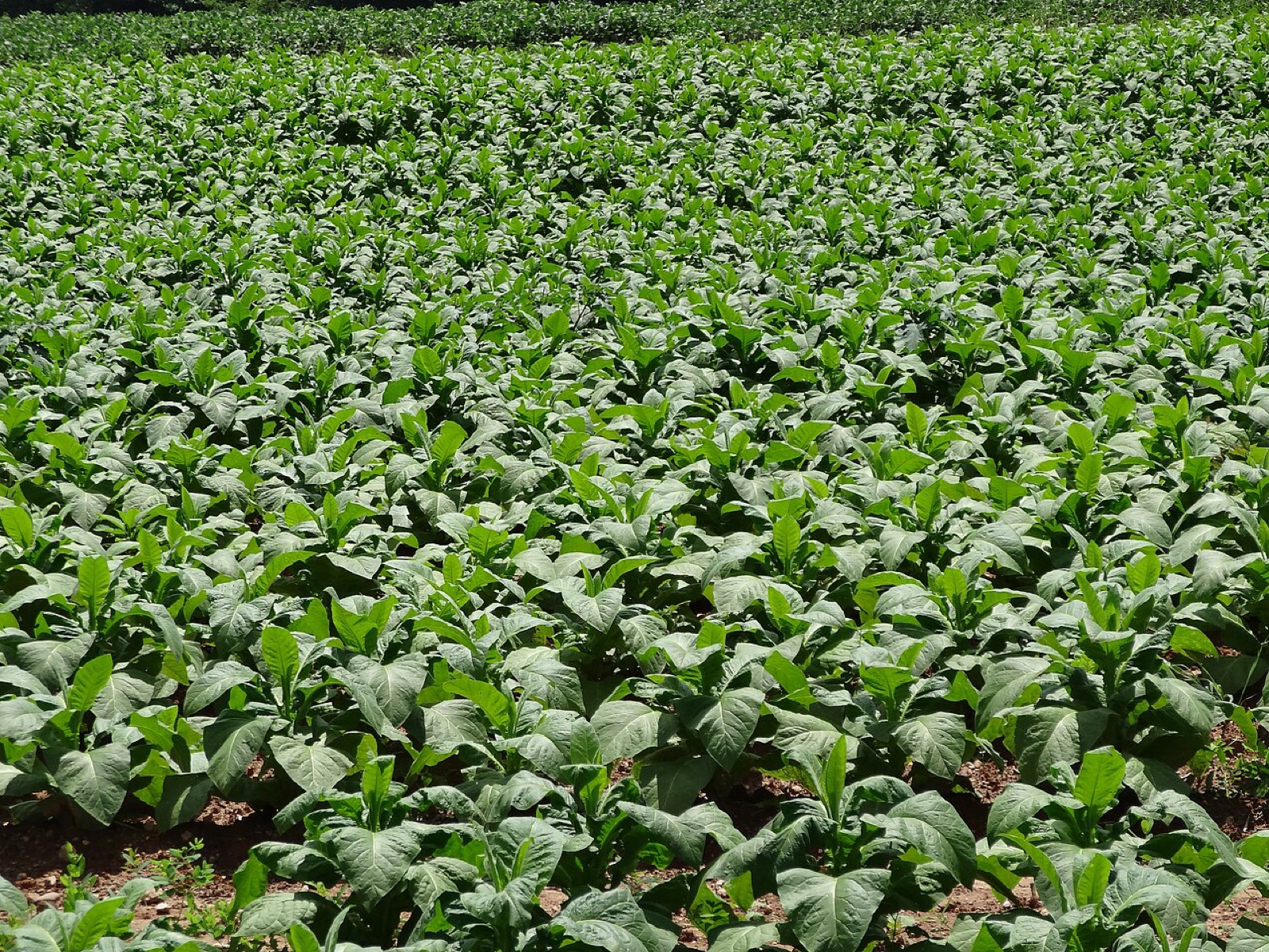 A tobacco crop in Clover, Virginia. The leaf that saved Jamestown is still grown in the state