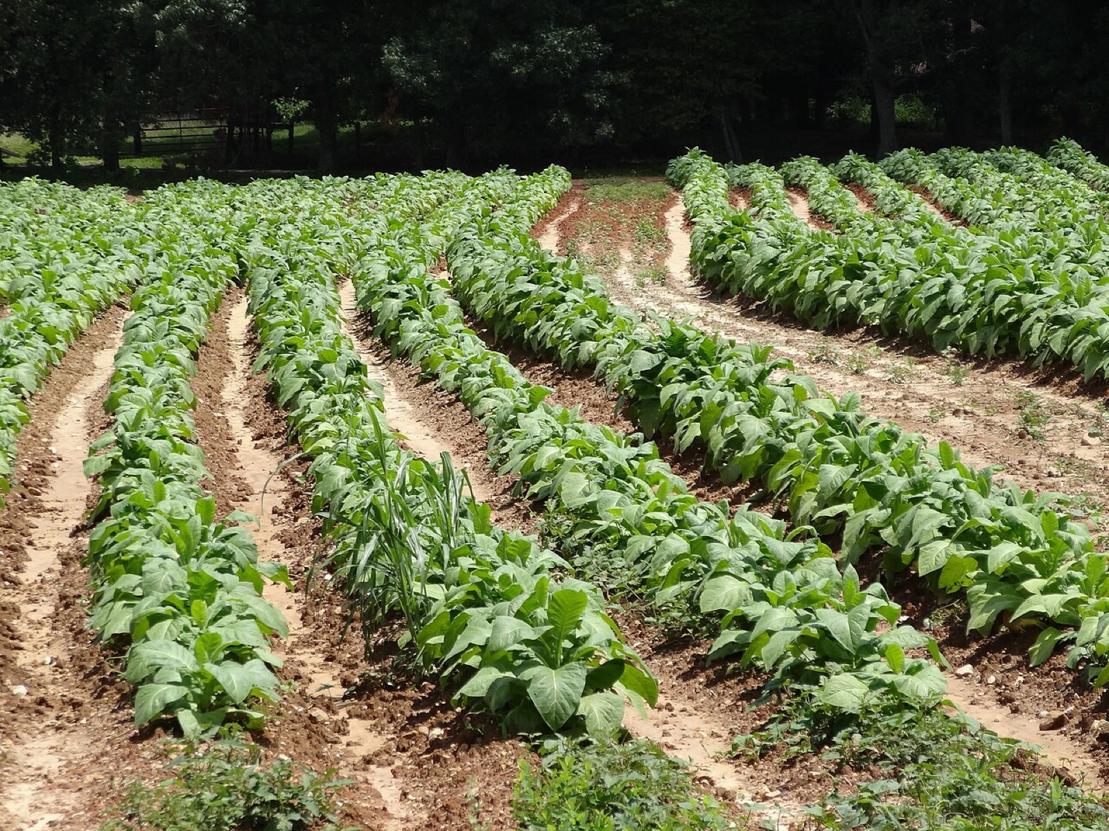 Tobacco planted in rows on a Virginia farm