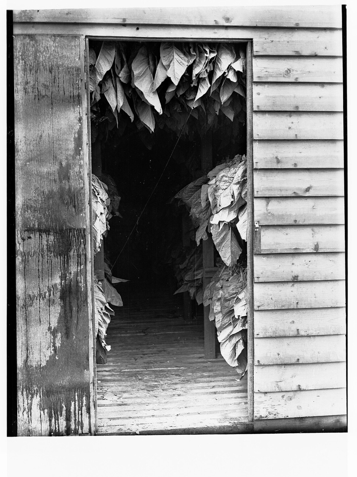 Green tobacco leaf hung to cure in a drying barn