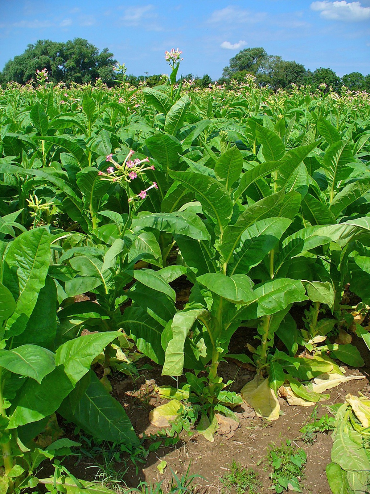 A tobacco plant